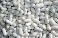 Çiçek tohumların mayıs ayı ortalarında Kozabirlik tarafından üreticilere teslim edildiğini haziran sonuna kadar ise toplandığını dile getirdi