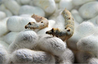 Bir paket ipek böceğinden 30 35 kilogram koza elde edildiği bilgisini veren Çiçek 4 nüfuslu bir aile yaklaşık 100 kilogram civarında koza üretebiliyor Bu sene bildiğimiz kadarıyla 50 55 lira gibi kilogram birim fiyatı var 100 kilogramlık üretimde üreticimiz 40 45 günde yaklaşık 5 bin 500 lira civarında kazanç elde edebiliyor ifadesini kullandı