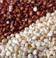 Kinoa son dönemin en popüler ve en trend besin maddelerinden biri Lif ve protein deposu kinoayı damak zevkinize uygun pek çok şekilde tüketebilirsiniz