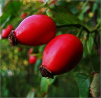 Soğuk algınlığına birebir