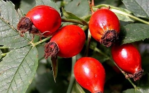 İçinde bulundurduğu C B1 B2 K P vitaminleri kalsiyum magnezyum ve fosfor ile birçok hastalığa meydan okur