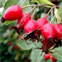 Kuşburnu çayının yara iyileştirici ve kan temizleyici özelliği vardır