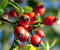 Doğal C vitamini kaynağı olan kuşburnu çayı aynı zamanda tansiyonu da düzenler