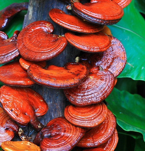 10 YAŞINDAN KÜÇÜK ÇOCUKLARA YASAK Reishi mantarının yan etkileri olmasa da mutlaka bir doktora sorup kullanmakta fayda var Bazı hassas bünyelerde ilk kullanımda 1 2 gün sürebilen hafif mide bulantısı baş dönmesi eklem ağrısı ve deri döküntüsü gibi semptomların görülebileceğini söyleyen uzmanlar Reishi Ganoderma lucidum mantarı vücutta birikmez 10 yaş üzerinde herkes kullanabilir Ancak belli özellikleri nedeni ile bazı durumlarda kullanılması önerilmez diyor