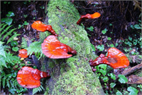 Kanser riskine karşı koruyucu etkileri vardır