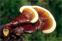 Kan dolaşımını düzenlemeye yardımcı olur Böylelikle kalp krizi ve spazmı damarlarda tıkanma felç gibi riskleri önler