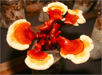 Sürekli kullanımda stres seviyesinde azalma ve uyku düzeninde düzelme görülür Hücre yenileyici özellikleri nedeniyle yaşlanmayı geciktirici anti aging etki gösterir Sinir dolaşım solunum boşaltım kas ve kemik sistemlerini güçlendirici özelliğiyle öne çıkar