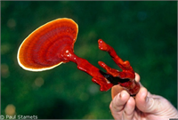 Yüksek tansiyon kolesterol diyabet bronşit prostat gibi problemlere iyi gelir Karaciğer bozuklukları hepatit HIV AIDS gibi hastalıklardan korur ve bu hastalıklarla savaşır