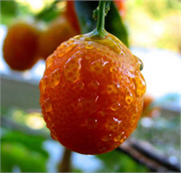 Damar sertliğini ve tıkanıklığını önler