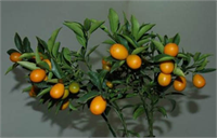 Soğuk algınlığı nezle grip ve öksürük şik yetlerini azaltır