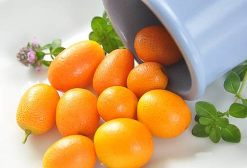 Doğu Asya ve Çin de doğal olarak yayılış gösteren çalı biçimindeki kamkat portakal mandalina limon gibi turunçgiller familyasının meyvesidir