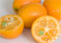 C vitamini içeriği yüksek olan kamkat güçlü bir antioksidandır Bağışıklık sistemini güçlendirmesi nedeni ile hastalıklara karşı vücudunuzu koruyucu etkisi bulunmaktadır