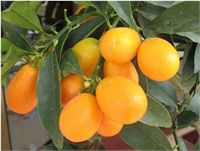 Kabuğu ile birlikte tüketilmesi enfeksiyonlara karşı vücudunuzun güçsüz kalmasını ve hasta olmanızı engeller