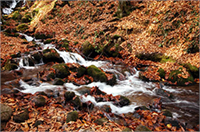 Sonbaharın renk devrimi Abant ta