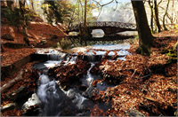 Sonbaharın renk devrimi Abant ta