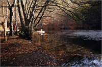 Sonbaharın renk devrimi Abant ta