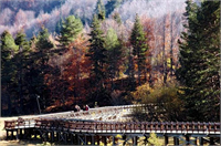 Sonbaharın renk devrimi Abant ta