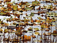 Sonbaharın renk devrimi Abant ta