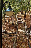 Sonbaharın renk devrimi Abant ta