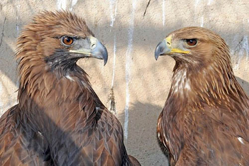 Kartal