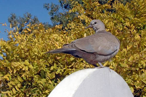 Kumru