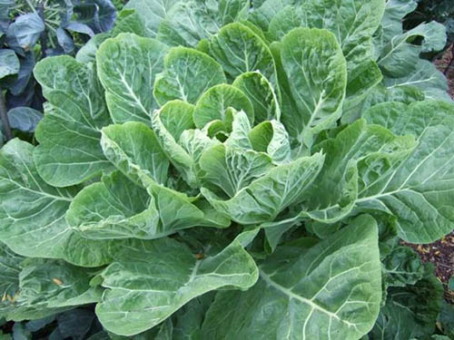 2 Karalahana Bir bardak çiğ karalahana 80 miligram C vitamini içerir