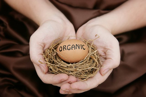 Organik Organik sertifikalı yumurtaların elde edildiği tavuklar dışarıda belirli bir alanda dolaşır ve antibiyotik içermeyen yüzde 100 doğal bir yemle beslenir