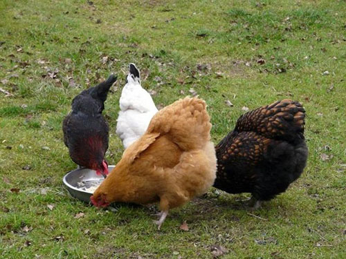 Köy yumurtası serbest gezen tavuk yumurtası Bunlar daha çok yerel pazarlarda satılmktadır Bu yumurtaları bulduğunuz zaman kaçırmayın
