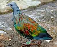 Rengarenk hayvanlar çok şaşırttı