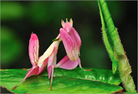 Rengarenk hayvanlar çok şaşırttı