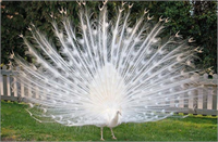 Rengarenk hayvanlar çok şaşırttı