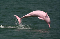 Rengarenk hayvanlar çok şaşırttı