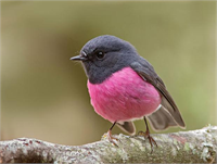 Rengarenk hayvanlar çok şaşırttı