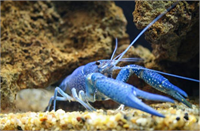 Rengarenk hayvanlar çok şaşırttı