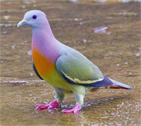 Rengarenk hayvanlar çok şaşırttı