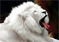 Rengarenk hayvanlar çok şaşırttı