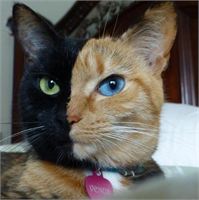 Rengarenk hayvanlar çok şaşırttı