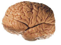 Bunlar beynin fonksiyonlarının yerine getirilmesinde yardımcı olurlar