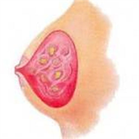 Bunlar meme bezlerinde lenf hücrelerinin hareketini düzenler