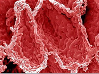 Zararlı hücrelerin tutulmasına yardımcı olur Salkım halinde asılan üzüm de kalp şeklinde görülür