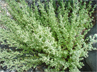 Kekik İştahı açar sindirimi kolaylaştırır Sabah içilen çayı gün boyu zindelik verir Gaz söktürücüdür idrar söktürücüdür Yatıştırıcıdır Spazm çözücüdür Solucan kurt düşürücü etkisi vardır Terletici ve balgam söktürücüdür Soğuk algınlığı nezle boğaz ağrıları ve kuru öksürüğün atlatılmasında yararlı olur Bronşit boğmaca ve astım tedavilerinde başarıyla kullanılır