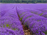 Lavanta Stresle ilgili baş ağrılarında etkili bir iyileştiricidir İştahı açar sindirimi kolaylaştırır Mide ve bağırsaklardaki gazı söktürür Depresyonla ilgili aşırı sinirlilik durumunda yatıştırıcı olur Uykusuzluk halini giderir Kusma refleksini bastırır İdrar söktürücüdür Böbrekleri temizler