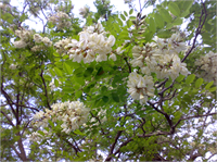 Yalancı Akasya Tomurcuklar sürgünlere almaşık olarak dizilmiş ve sürgüne gömülmüştür Yaprak sapı altında gizlenmiştir Yaprak sapının her iki tarafında batıcı dikenler bulunur Tek tüysü yaprakların kısa saplı yaprakçıkları karşılıklıdır Kenarları tam uç kısmı kertiklidir Üst yüzü parlak koyu yeşil alt yüzü soluk yeşildir