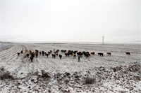Ardahan da Çıldır Gölü ven çevresinde etkili olan kar meraları beyaz örtü ile kapladı