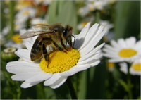 Bal arılarının 450 gr bal üretebilmek için 2 milyon çiçeğe konmaları gerekiyor