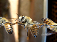 Arılar birbirleriyle dans ederek iletişim kuruyorlar Bir bal arası dans ederek diğer bir bal arısına nektarın ve polenin nerede olduğunu işaret ediyor Dans yönü ve uzaklığı anlatmaya yardımcı oluyor