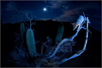 İşte yılın en iyi yaban hayatı fotoğrafları