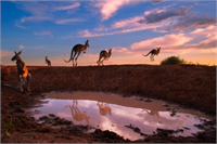 İşte yılın en iyi yaban hayatı fotoğrafları