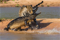 İşte yılın en iyi yaban hayatı fotoğrafları