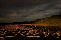 İşte yılın en iyi yaban hayatı fotoğrafları